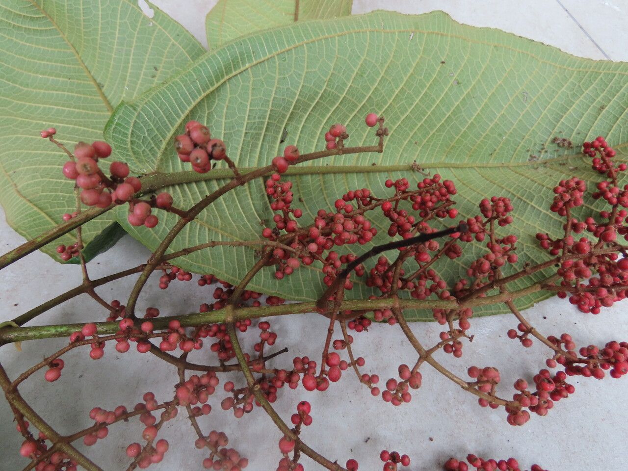 Miconia impetiolaris fruit
