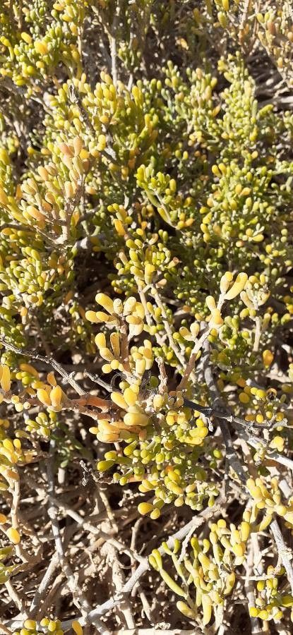 Zygophyllum fontanesii fruit