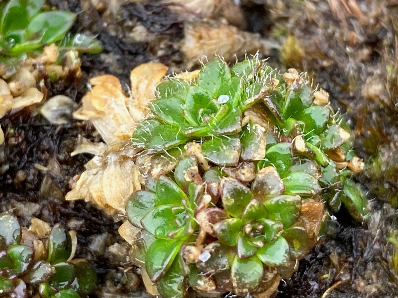 Eudema nubigena — houseplant care guide