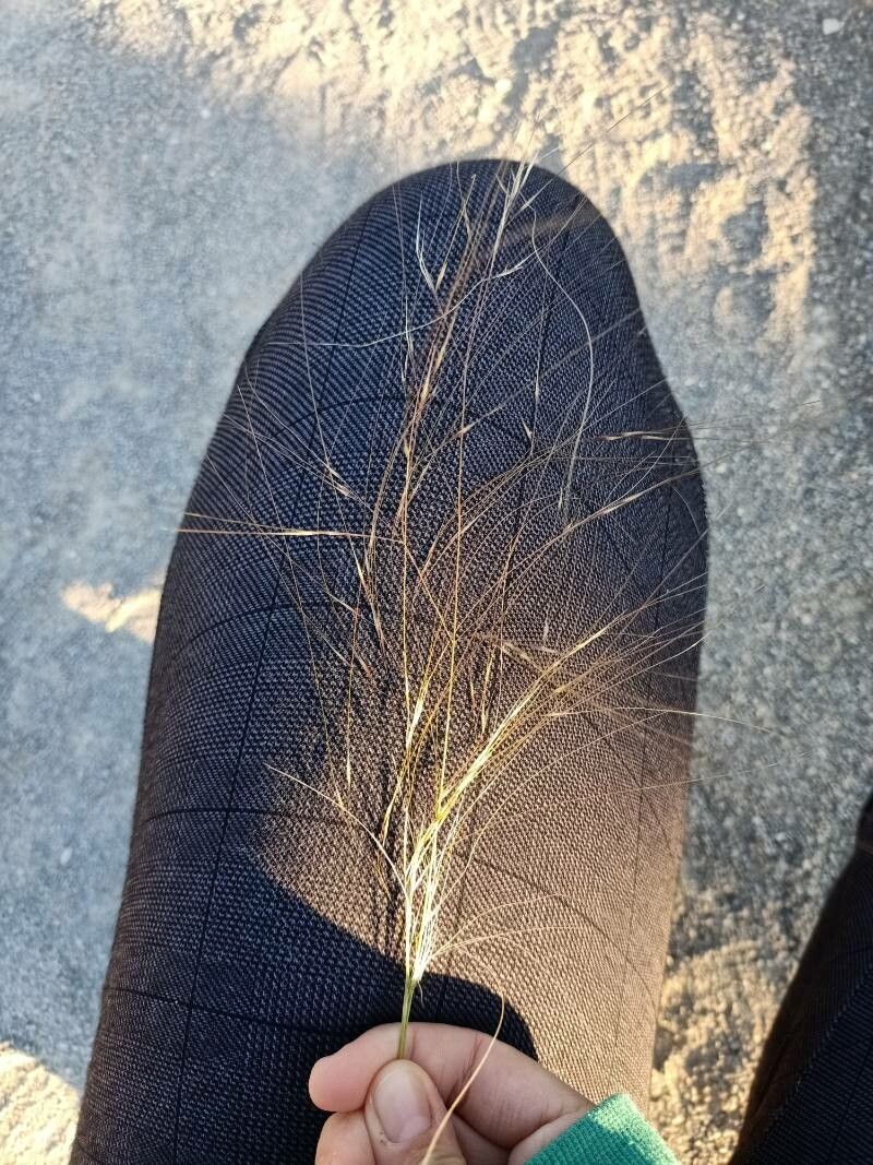 Achnatherum parviflorum flower