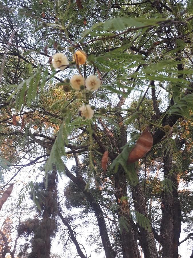 Acacia berlandieri fruit