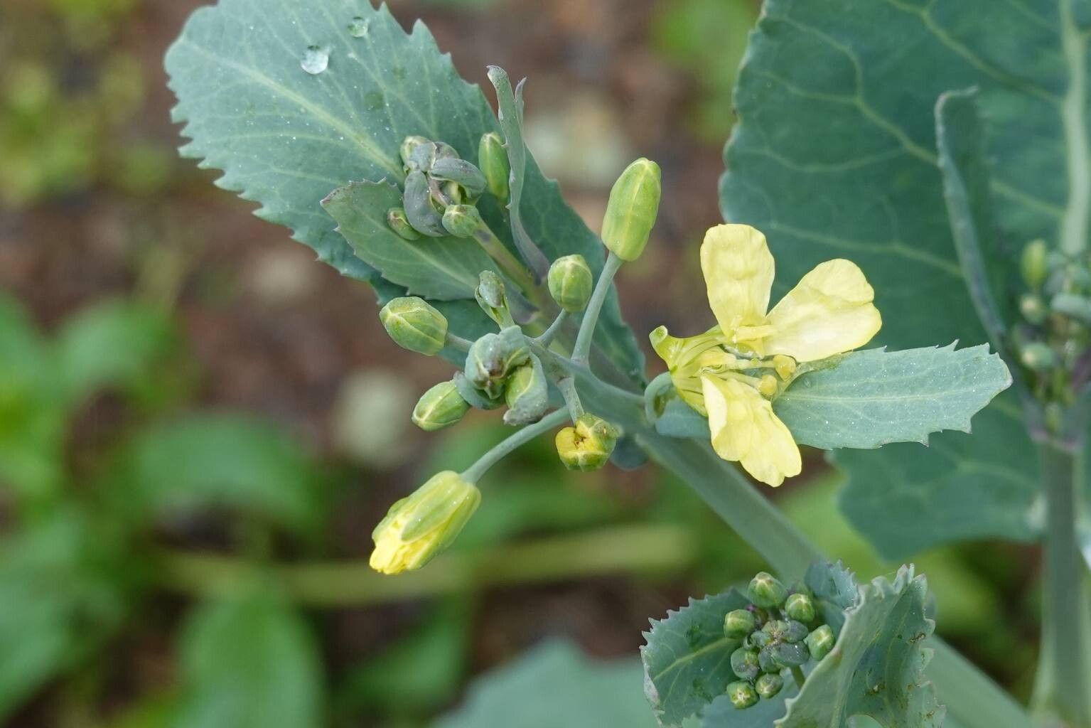 Brassica carinata flower