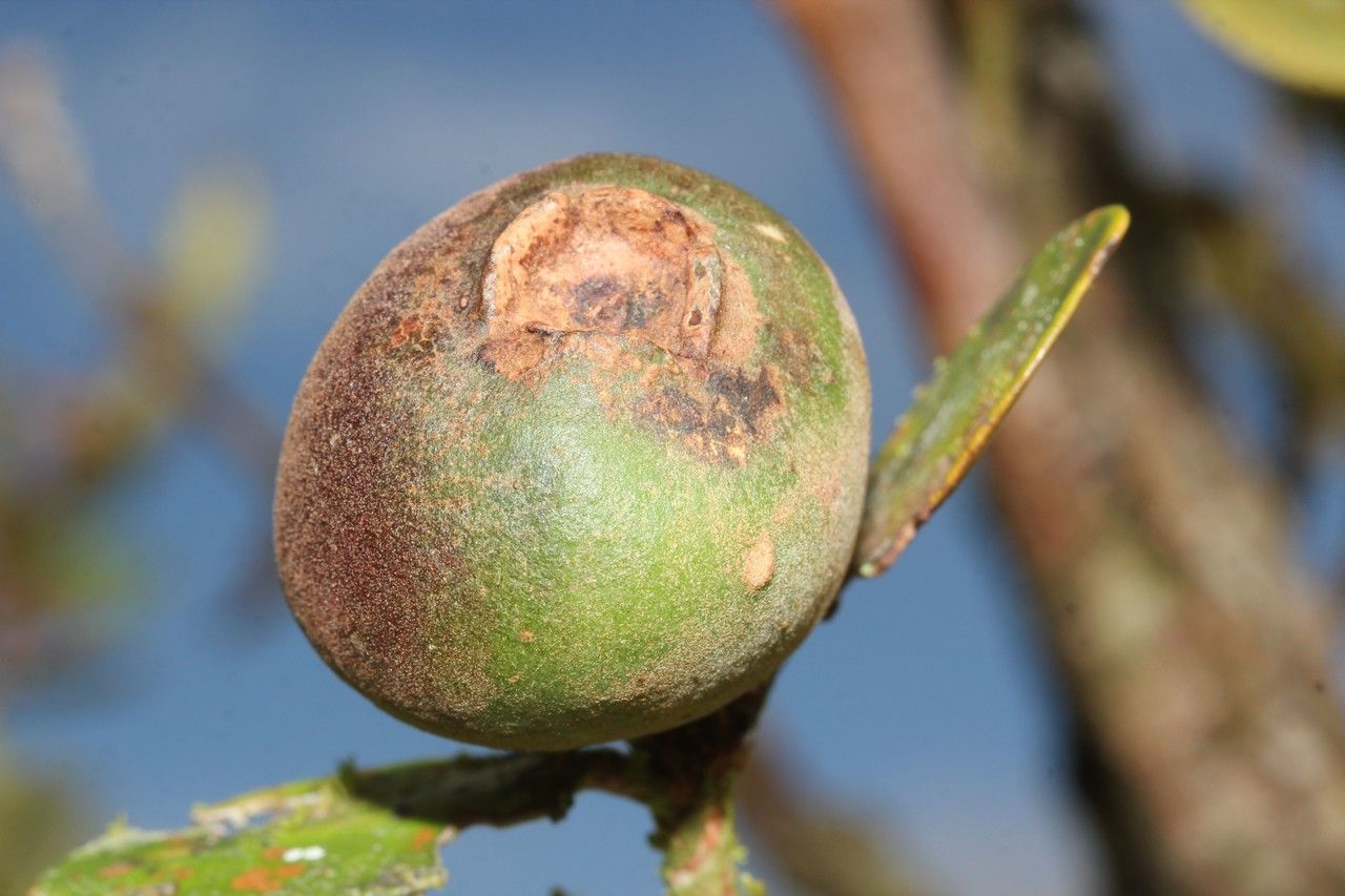 Eugenia kanakana fruit