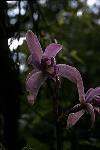 Bletia mexicana flower