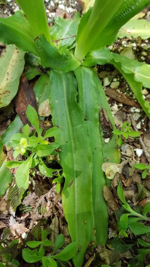 Orchis italica — search result for 'Mediterranean Basin'