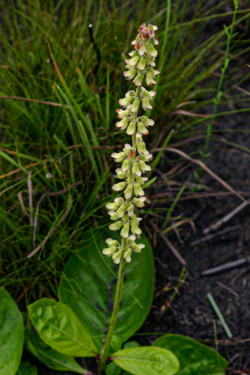 Orthosiphon allenii — related species from the same genus