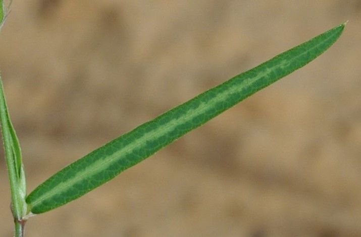 Alysicarpus ovalifolius leaf