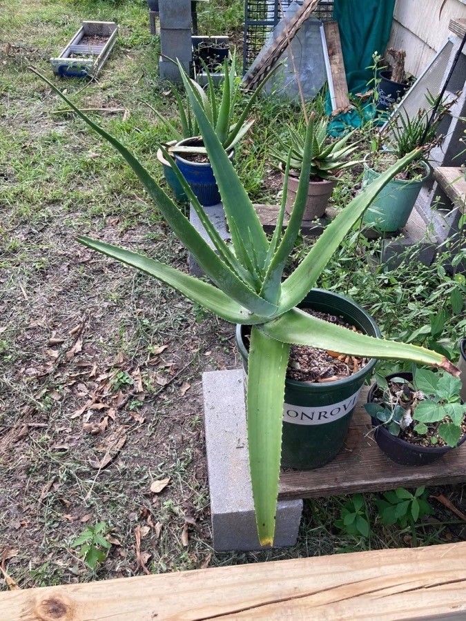 Aloe pseudorubroviolacea leaf