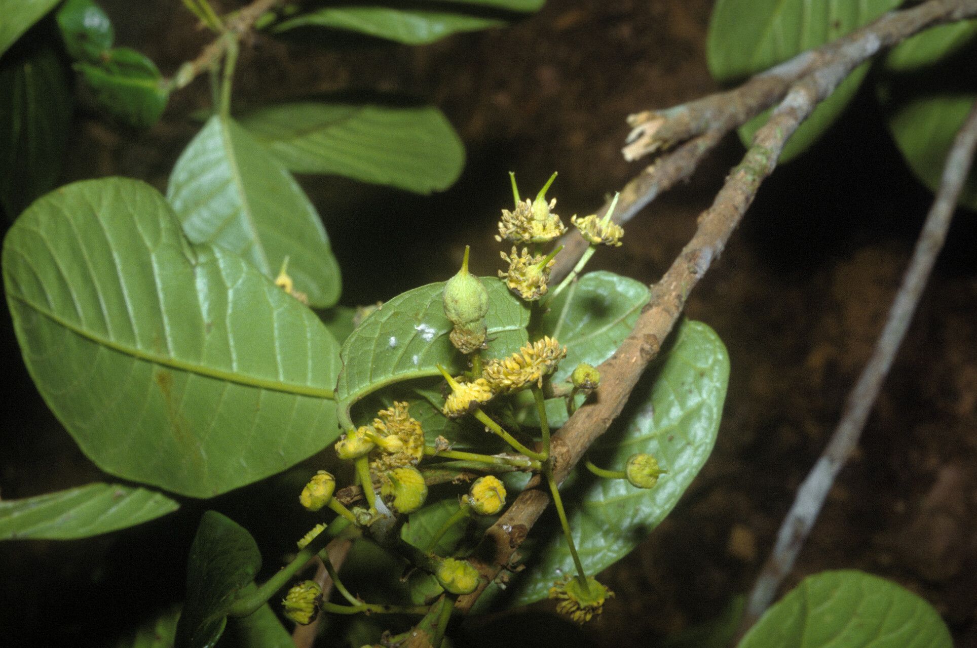 Sloanea obtusifolia fruit
