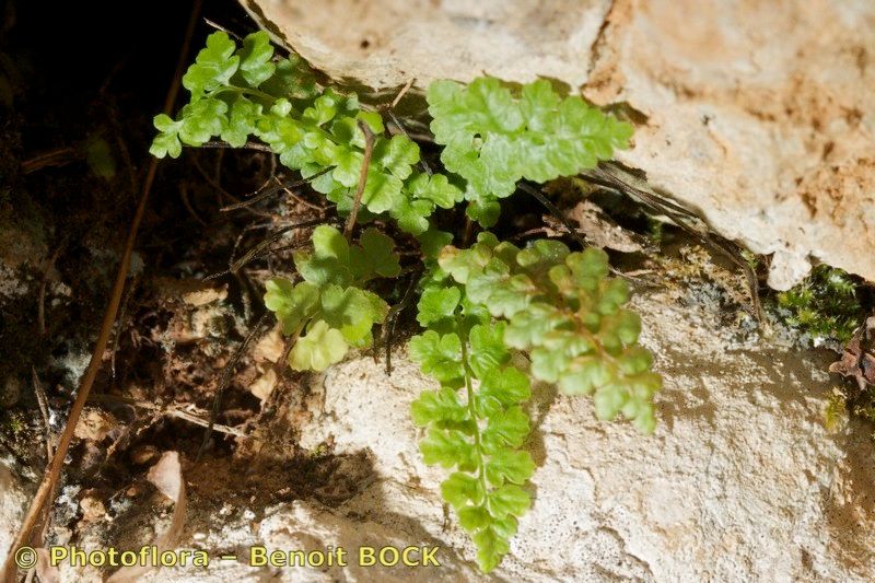 Asplenium majoricum habit