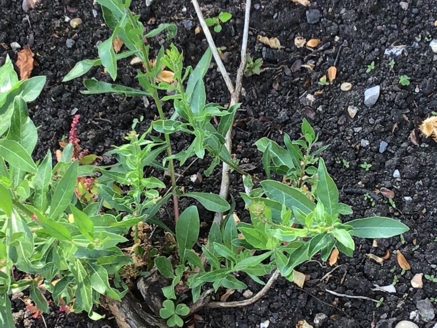 Oenothera rhombipetala — search result for 'Oenothera'