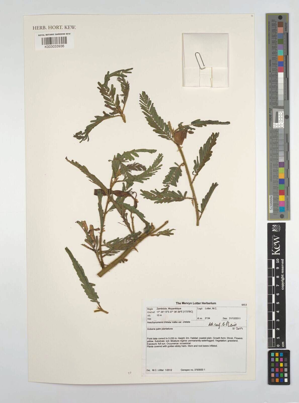 Aeschynomene cristata — houseplant care guide