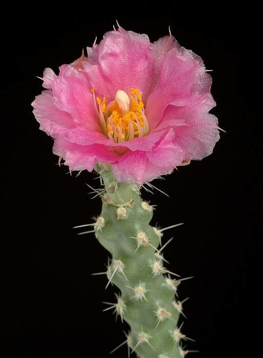 Grusonia pulchella habit