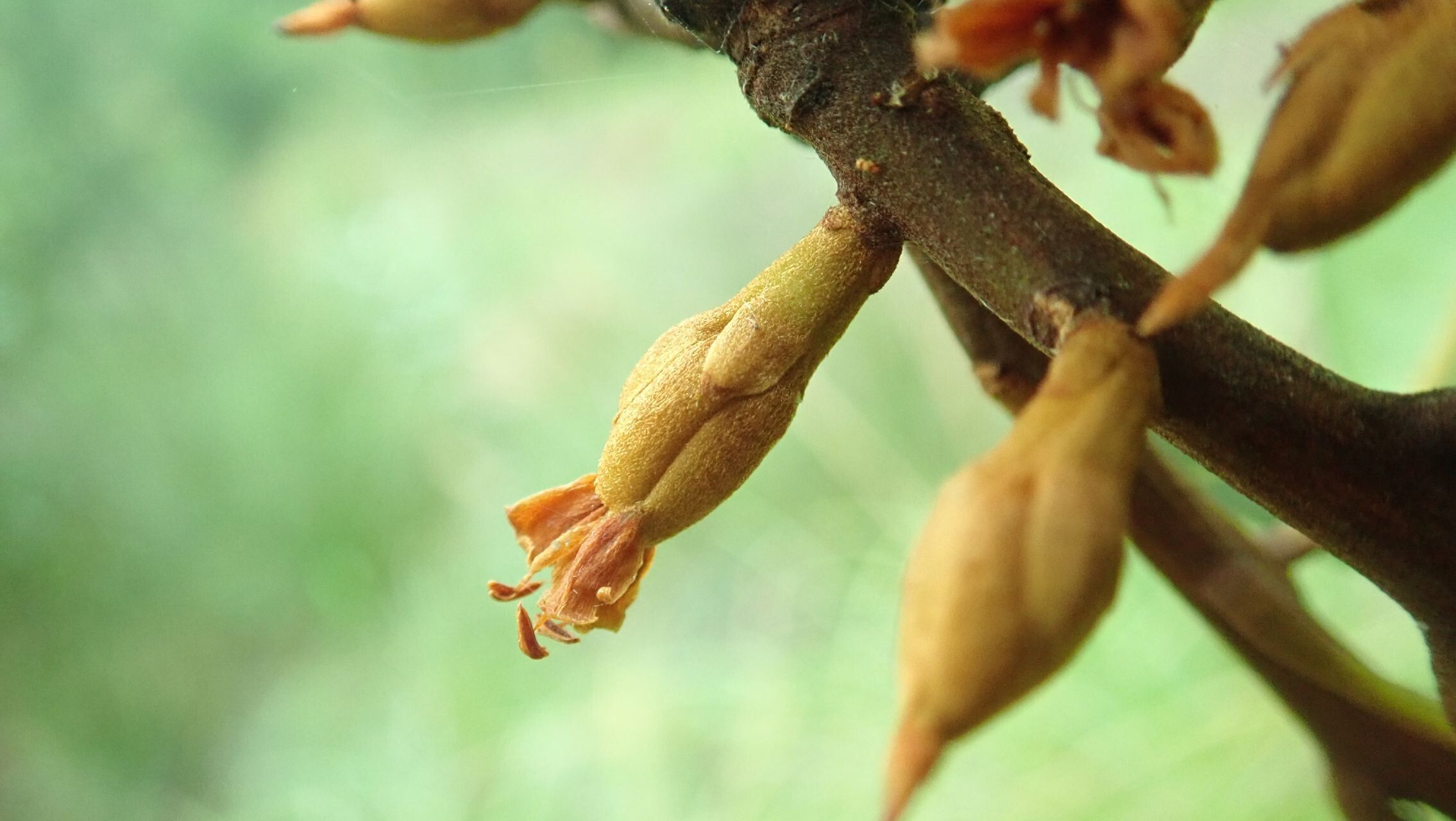 Pichonia balansae flower