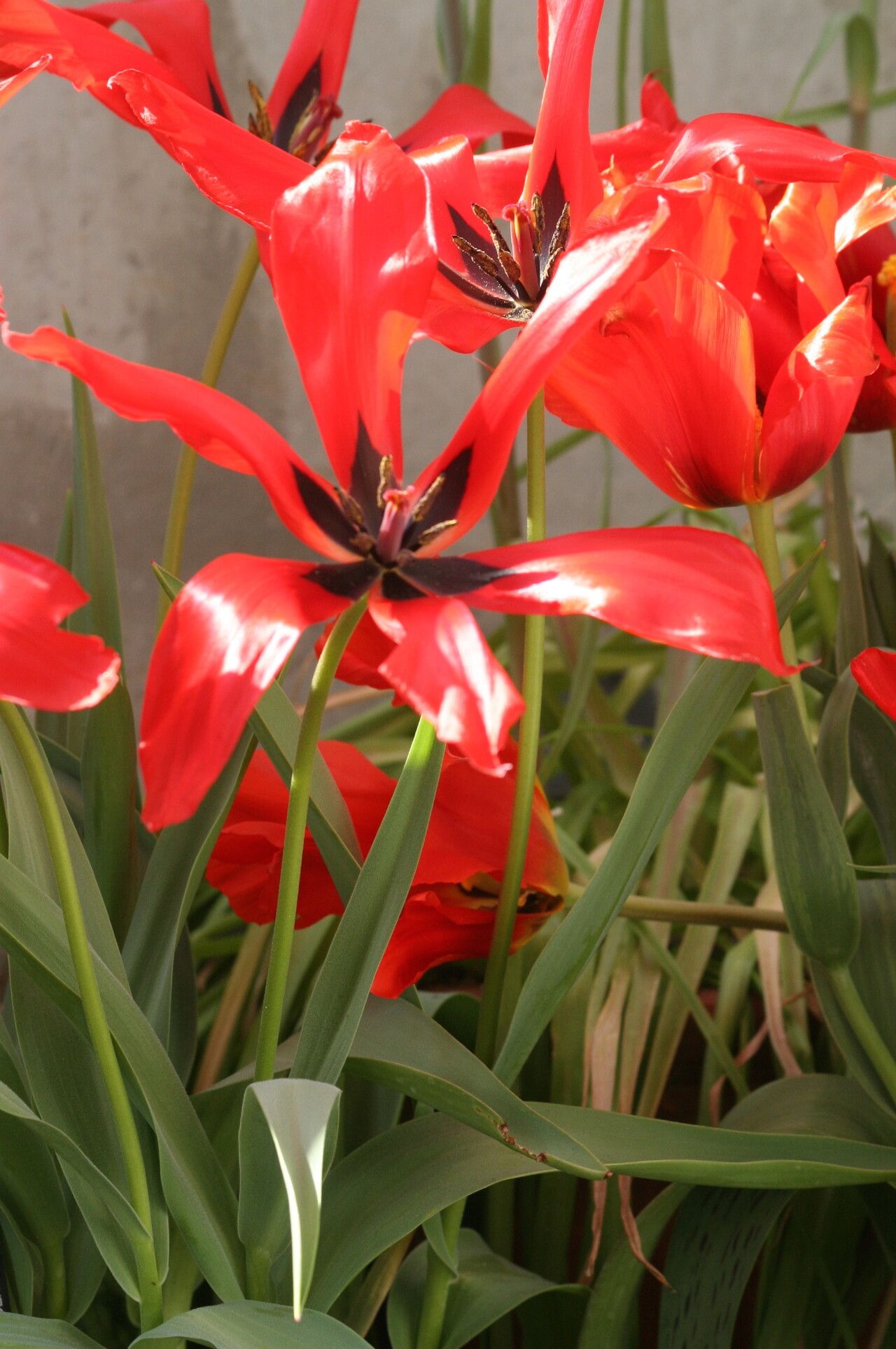 Tulipa tubergeniana flower
