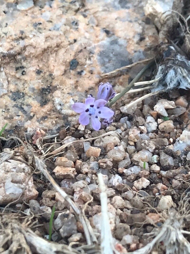 Prospero corsicum flower