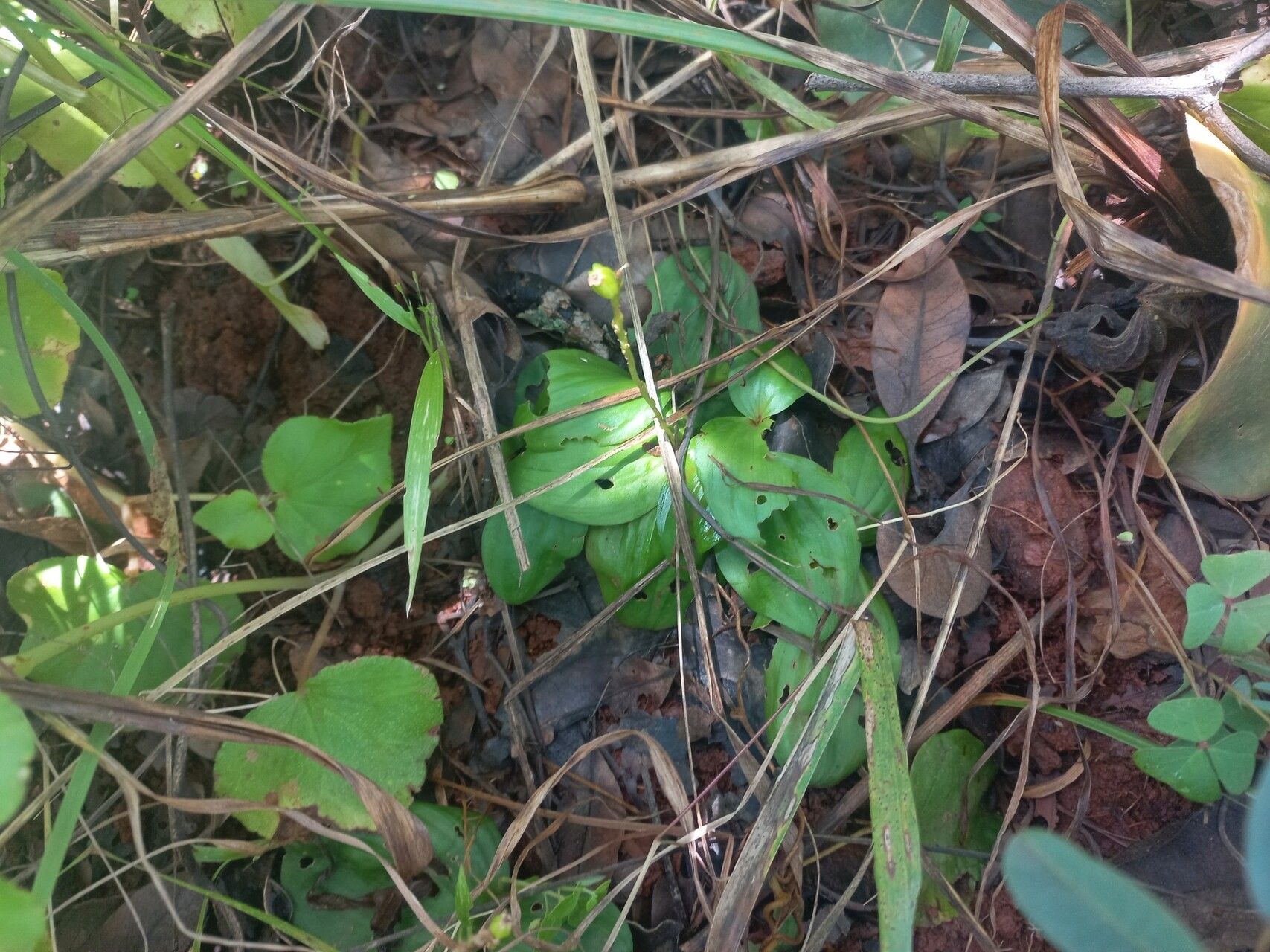 Malaxis katangensis habit