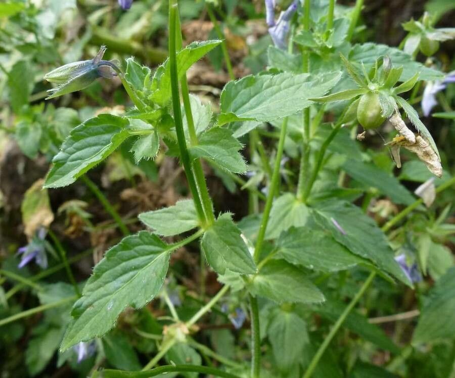 Viola orphanidis — houseplant care guide