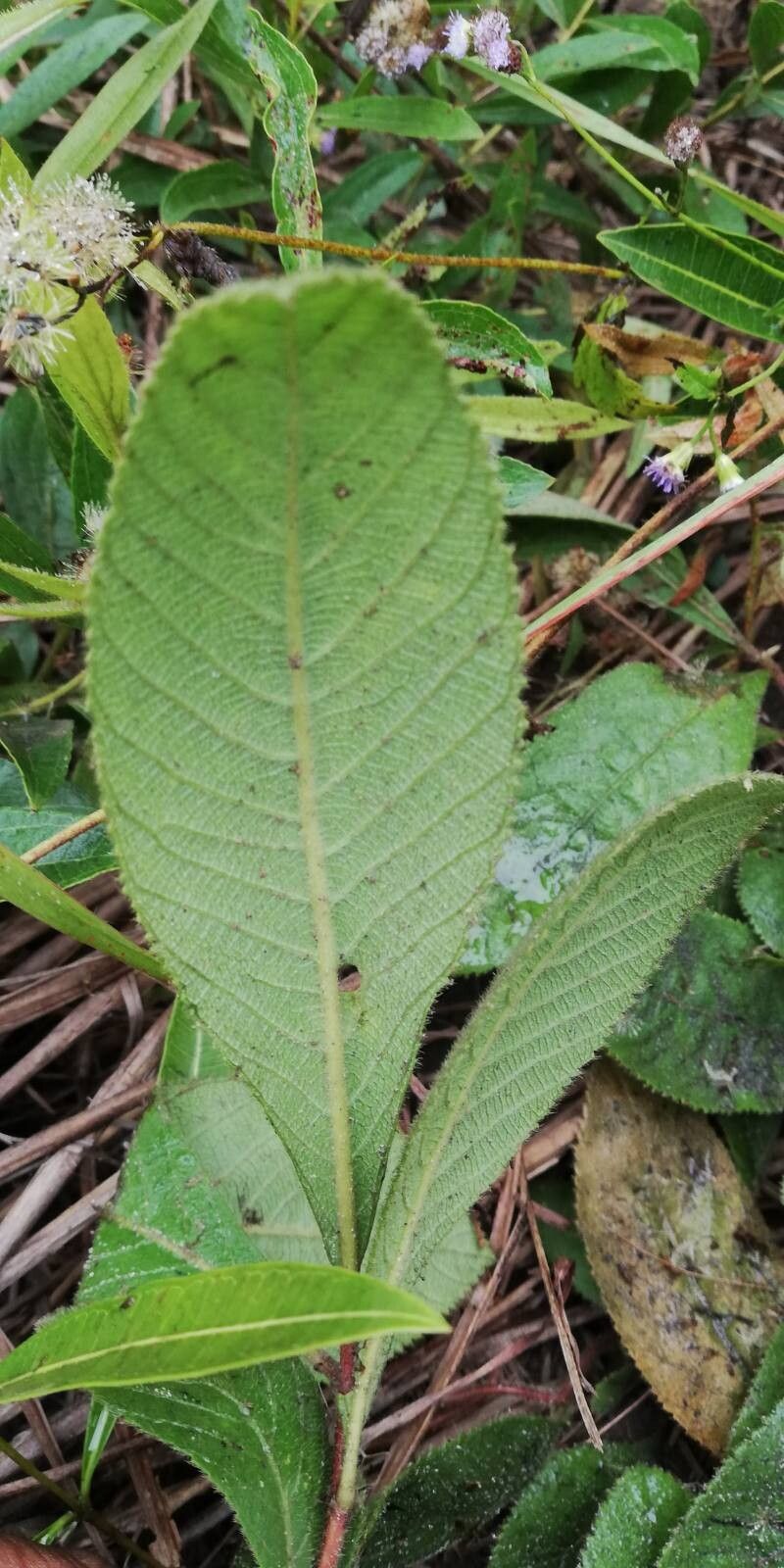 Baccharoides guineensis leaf
