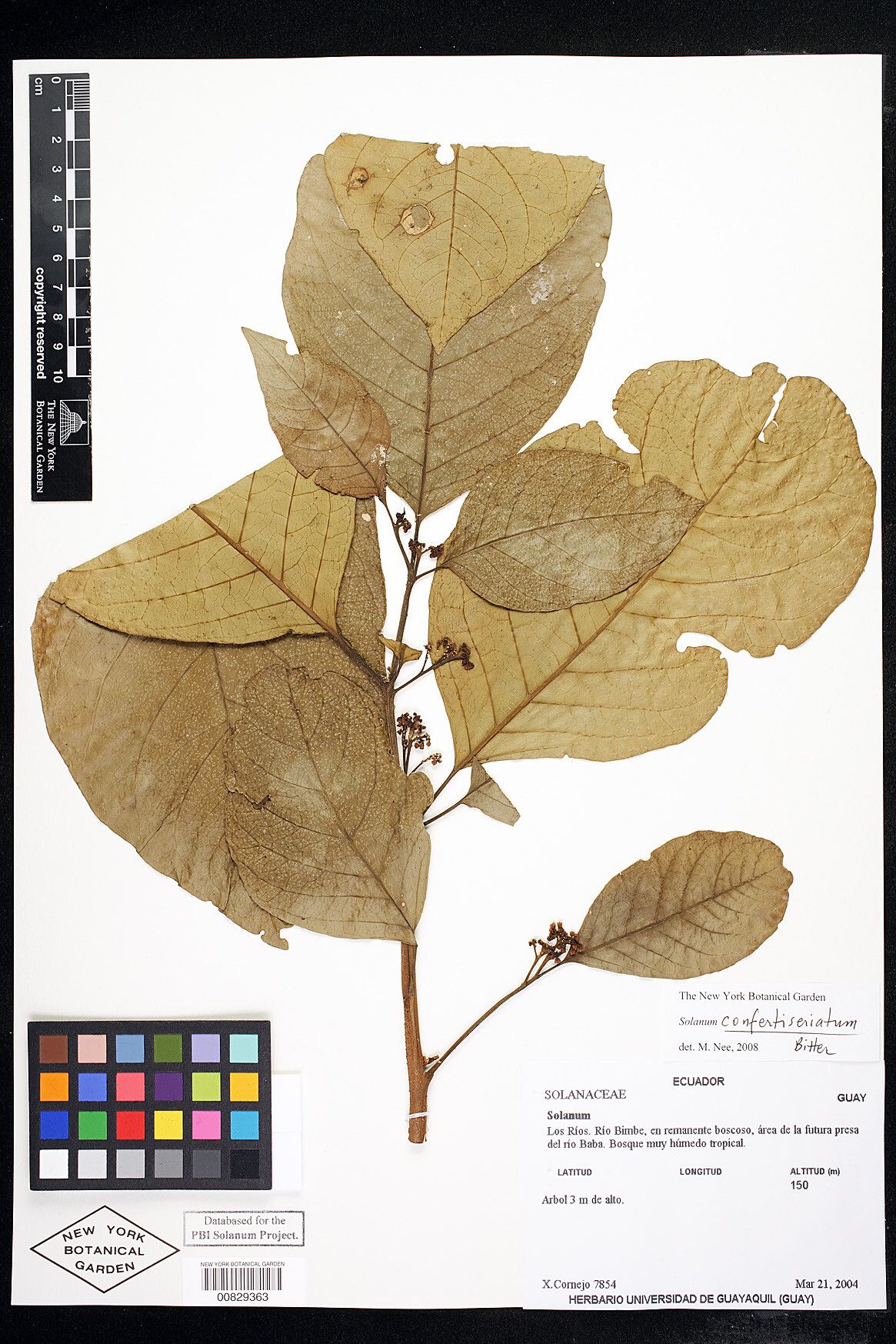 Solanum confertiseriatum — houseplant care guide