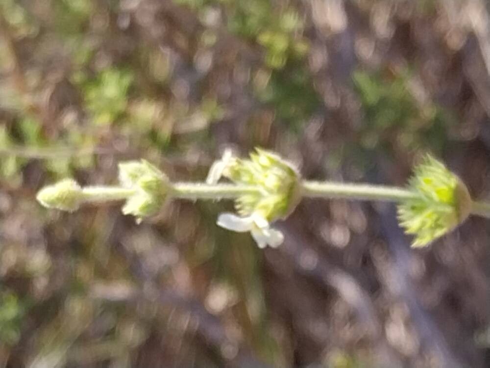 Sideritis pusilla flower