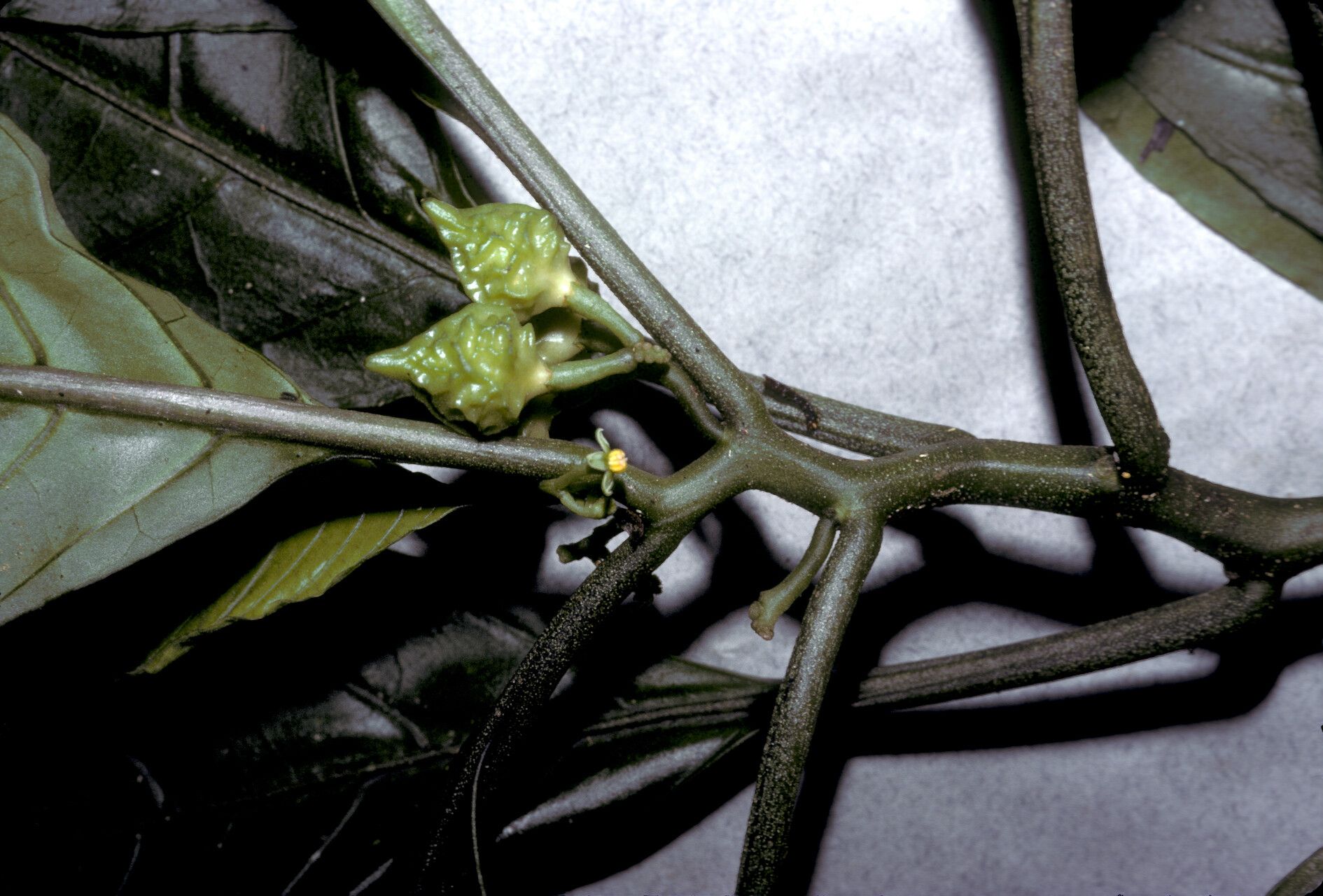 Solanum anceps fruit