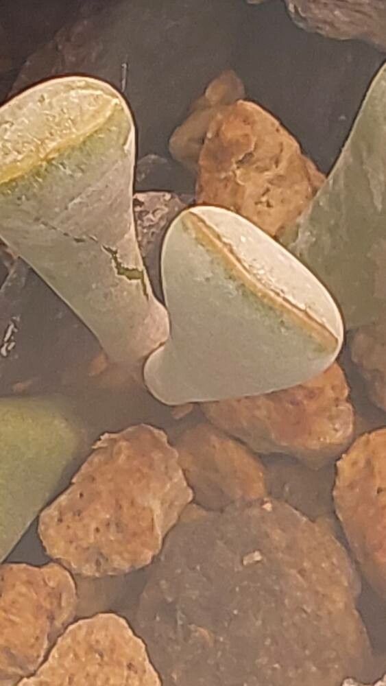 Adromischus roaneanus leaf