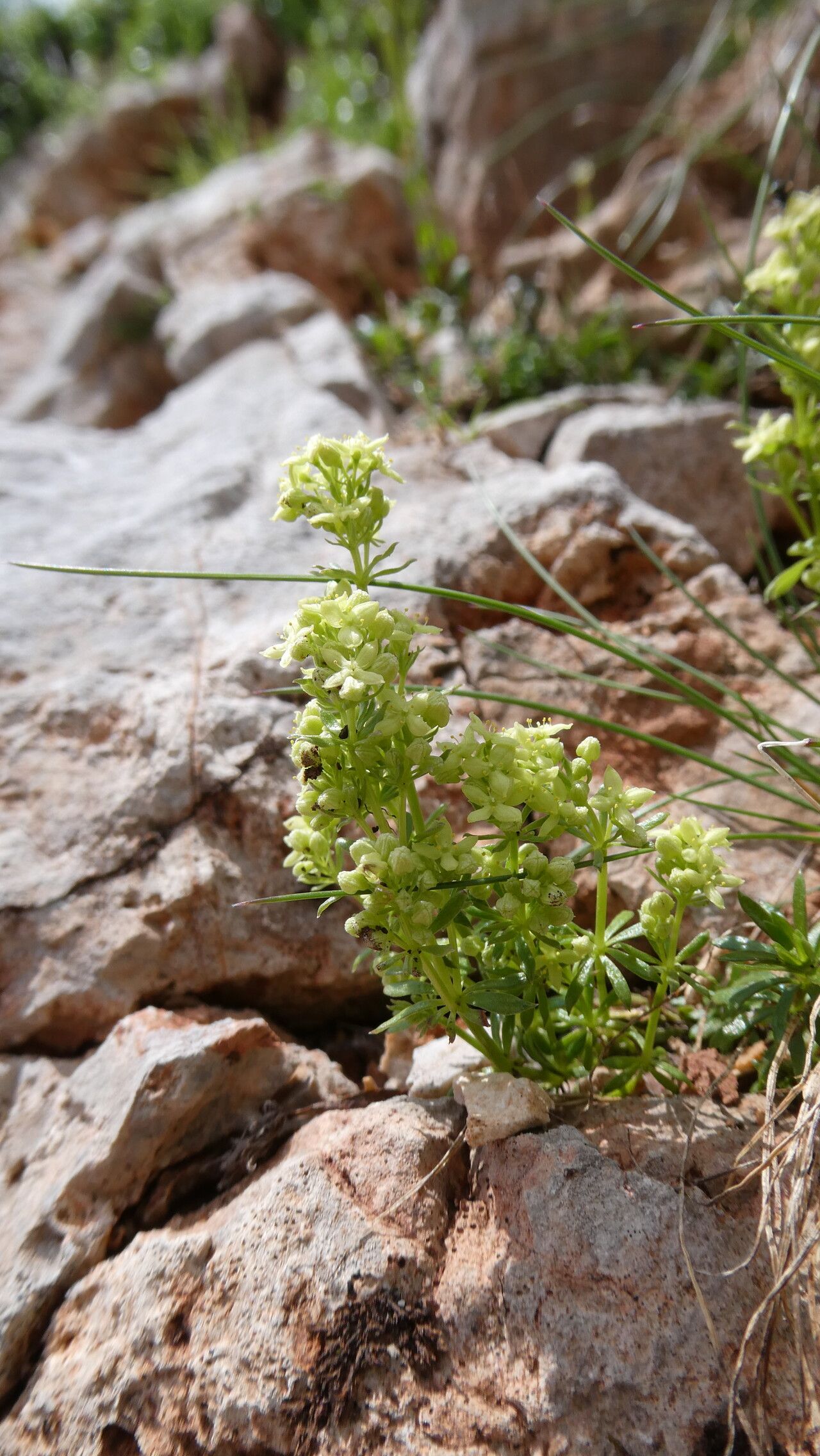 Galium noricum habit