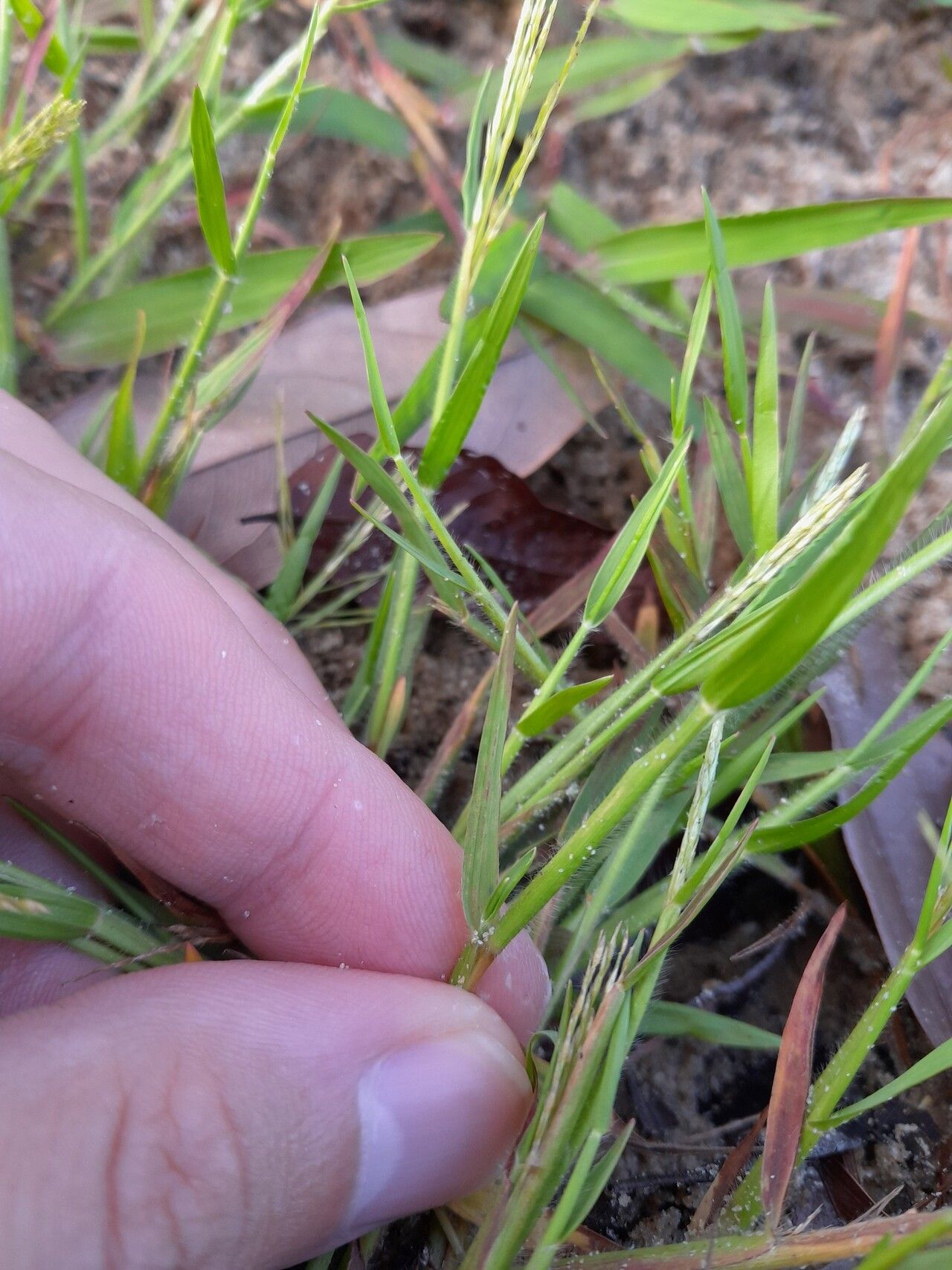 Paspalum stagnophilum — search result for 'Paspalum'