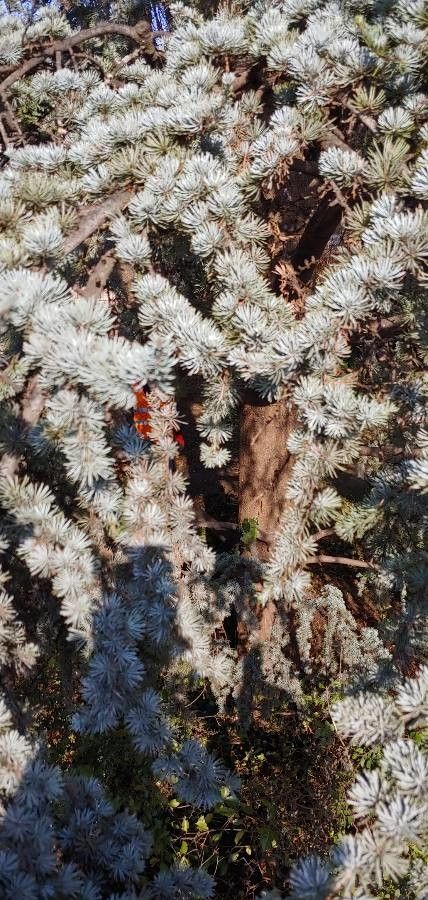 Cedrus atlantica x Cedrus libani