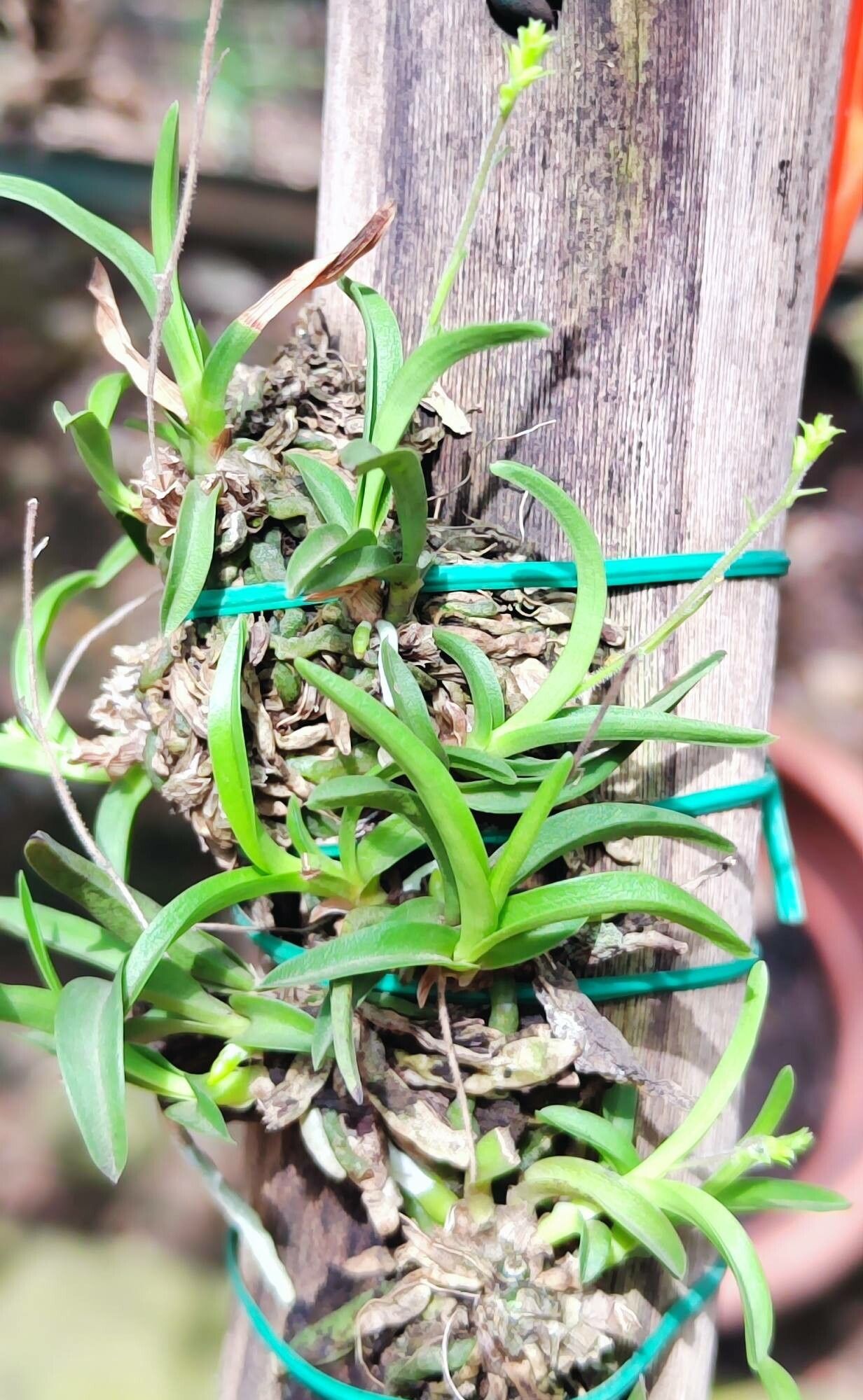 Polystachya humbertii habit