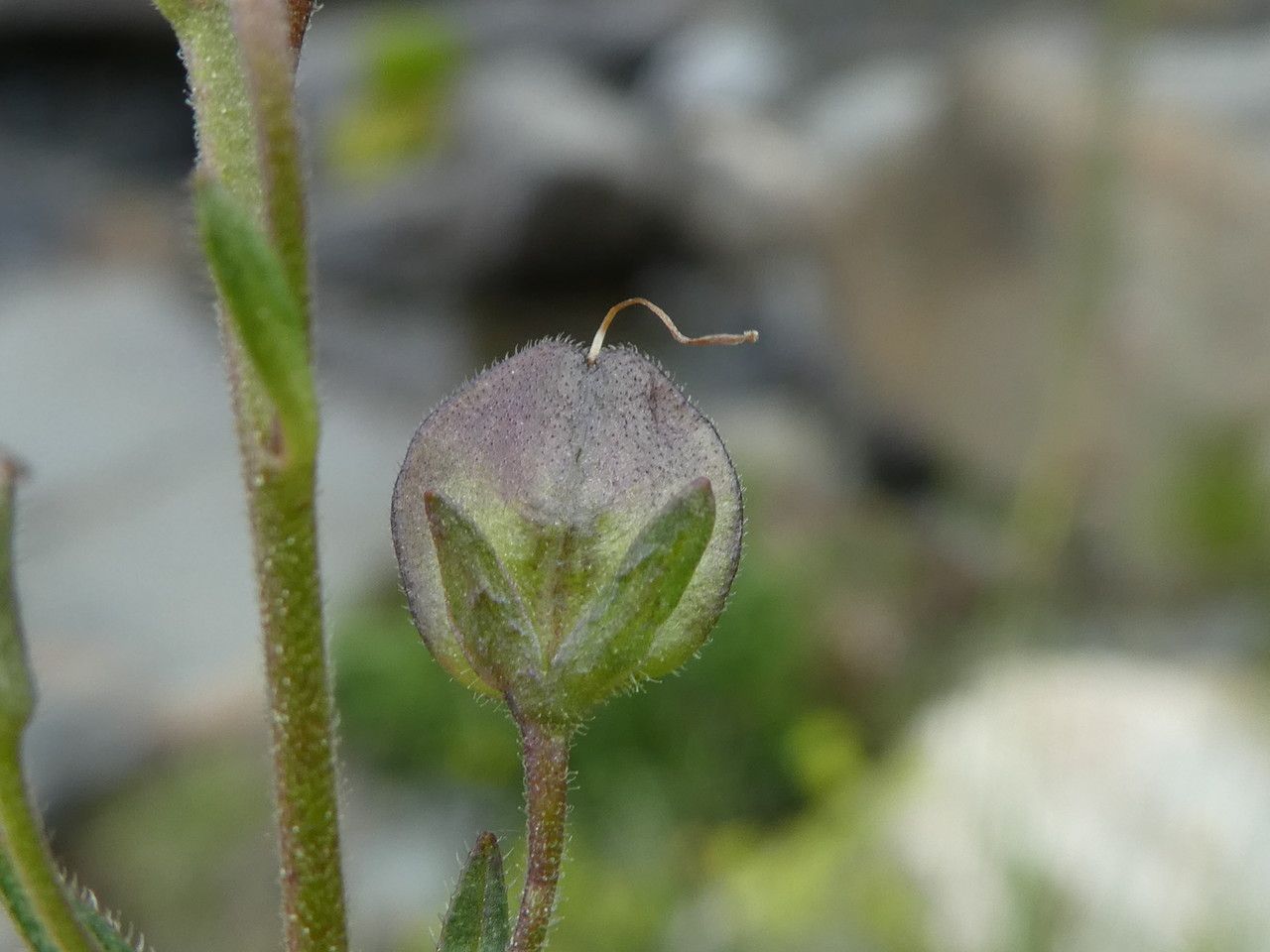 Veronica ponae fruit