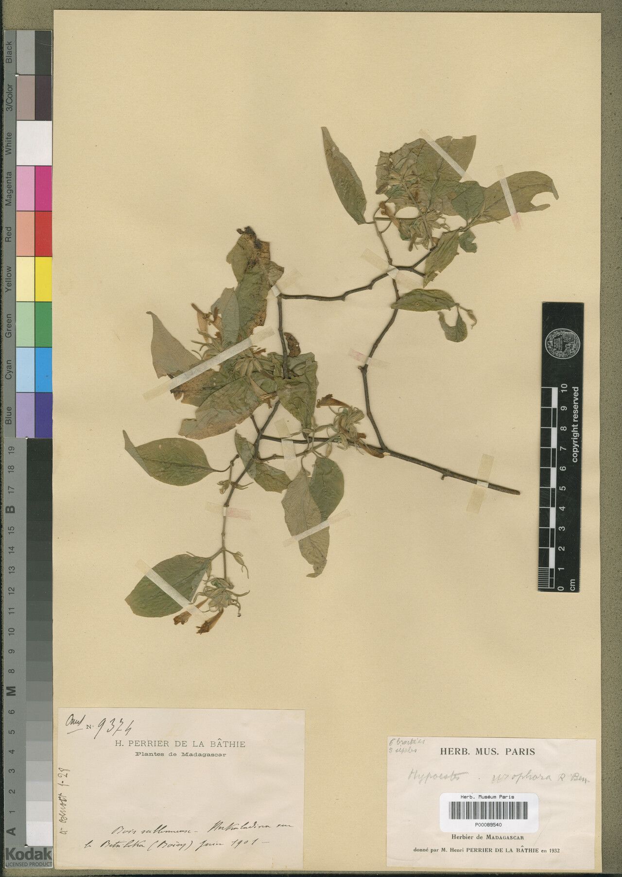 Hypoestes urophora — houseplant care guide