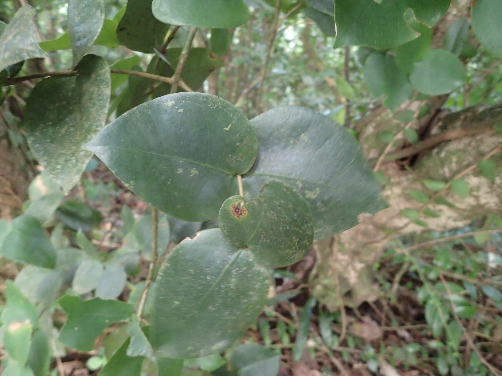 Eugenia gryposperma leaf