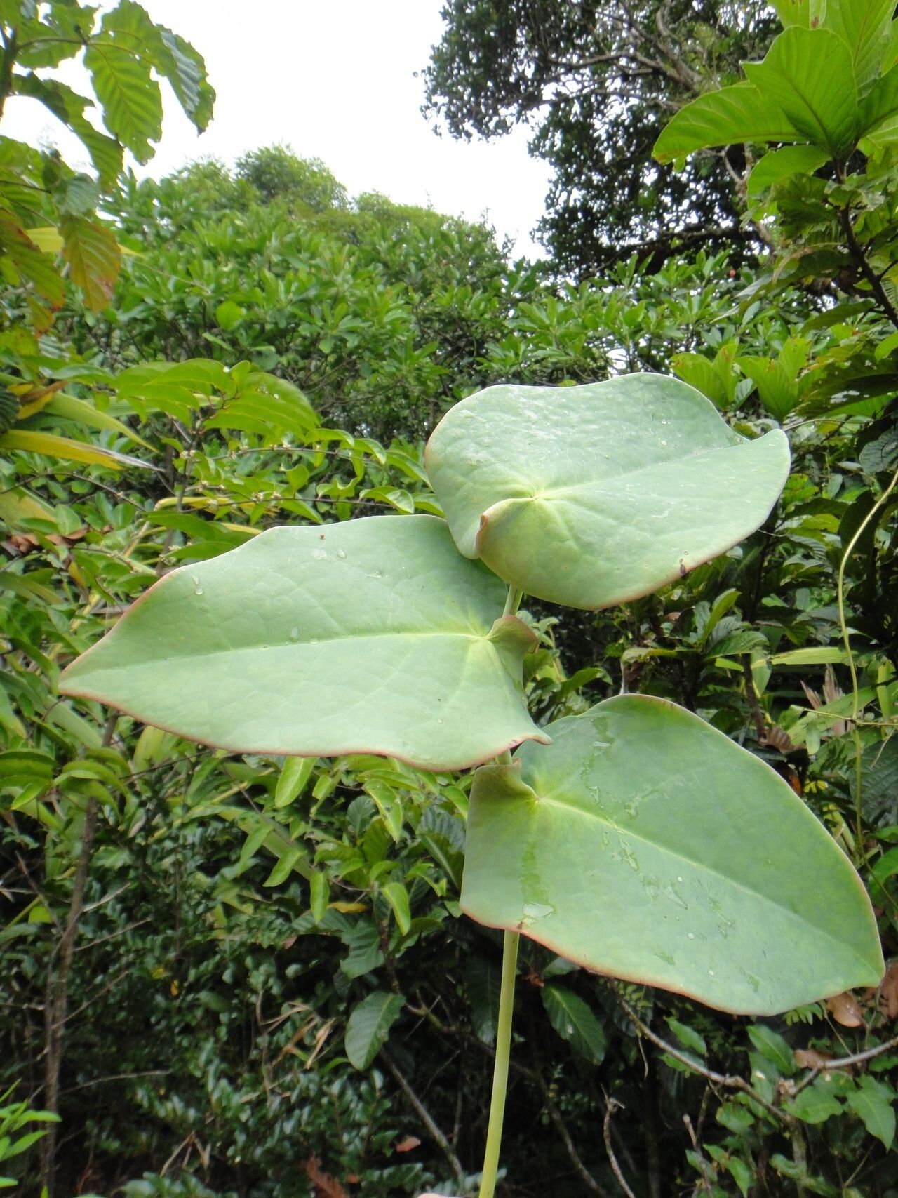 Phyllanthus trichopodus — houseplant care guide