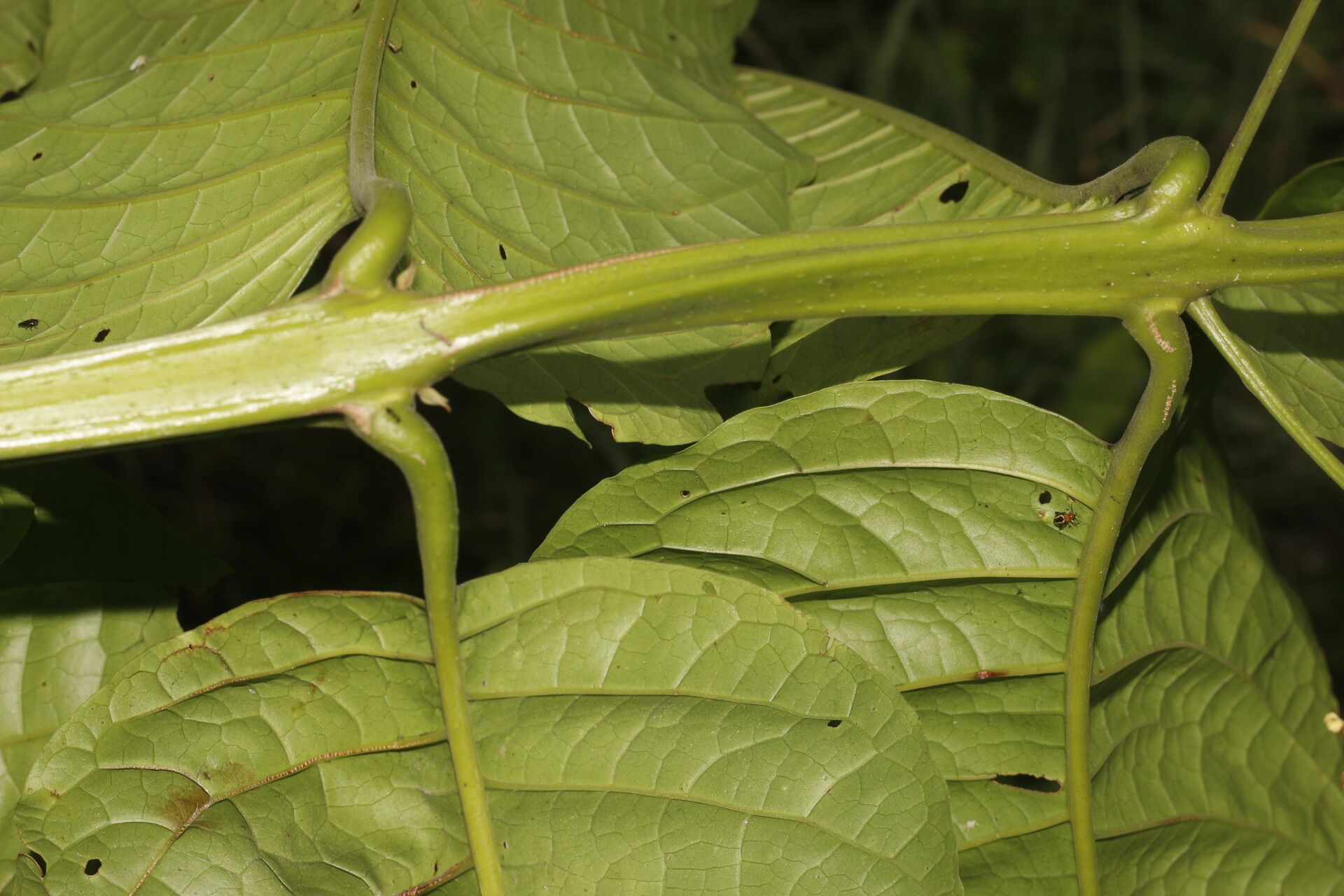 Aegiphila falcata leaf