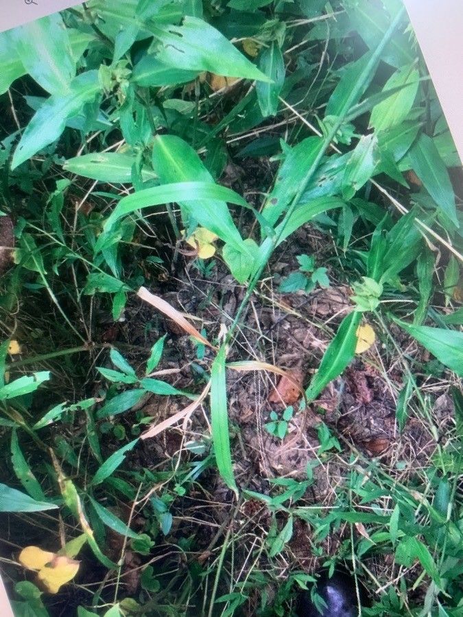 Cinna arundinacea other