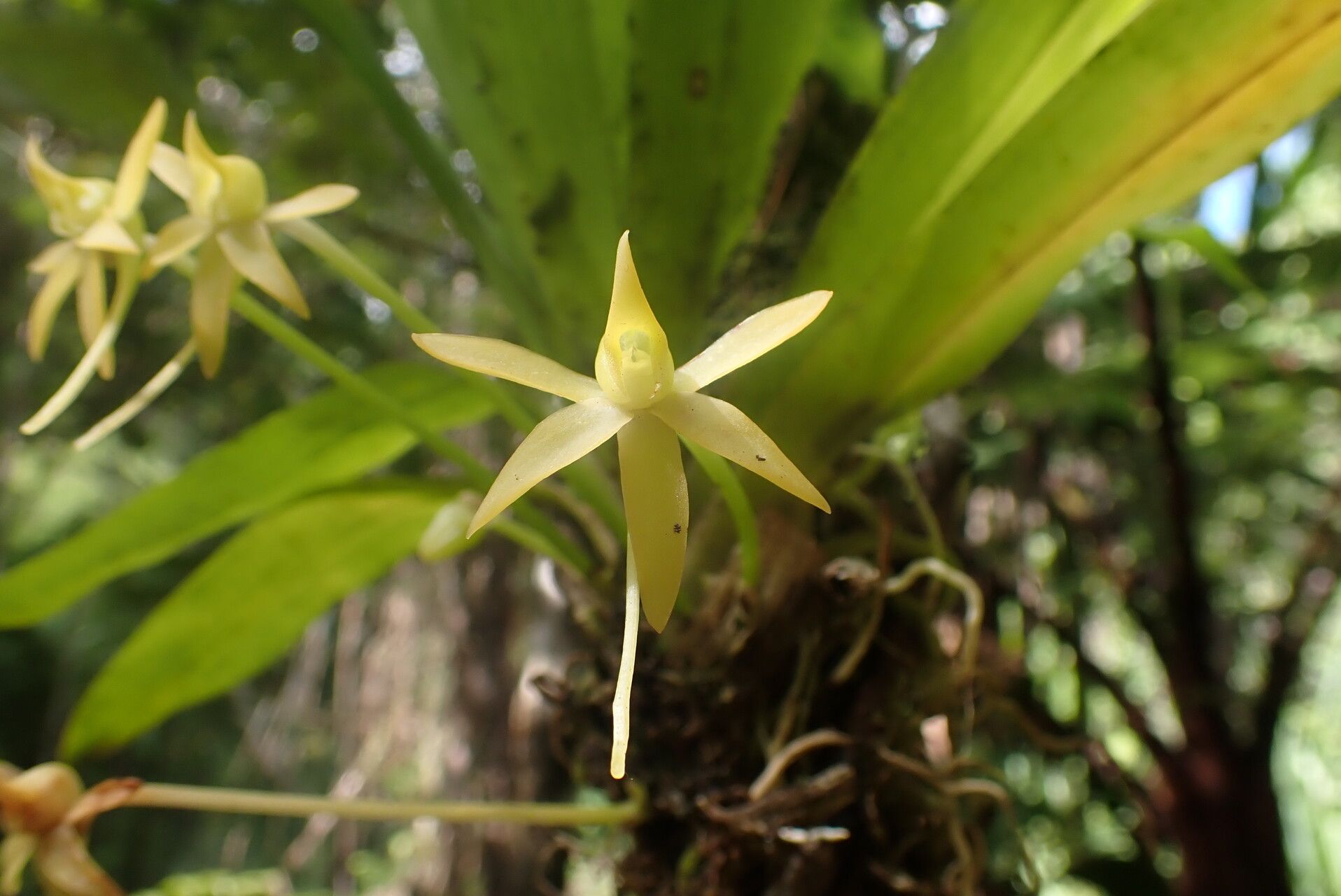 Angraecum huntleyoides flower