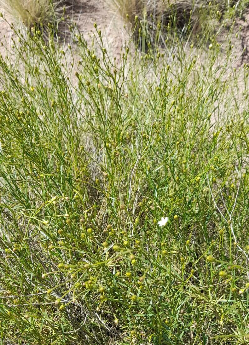 Gutierrezia gilliesii habit