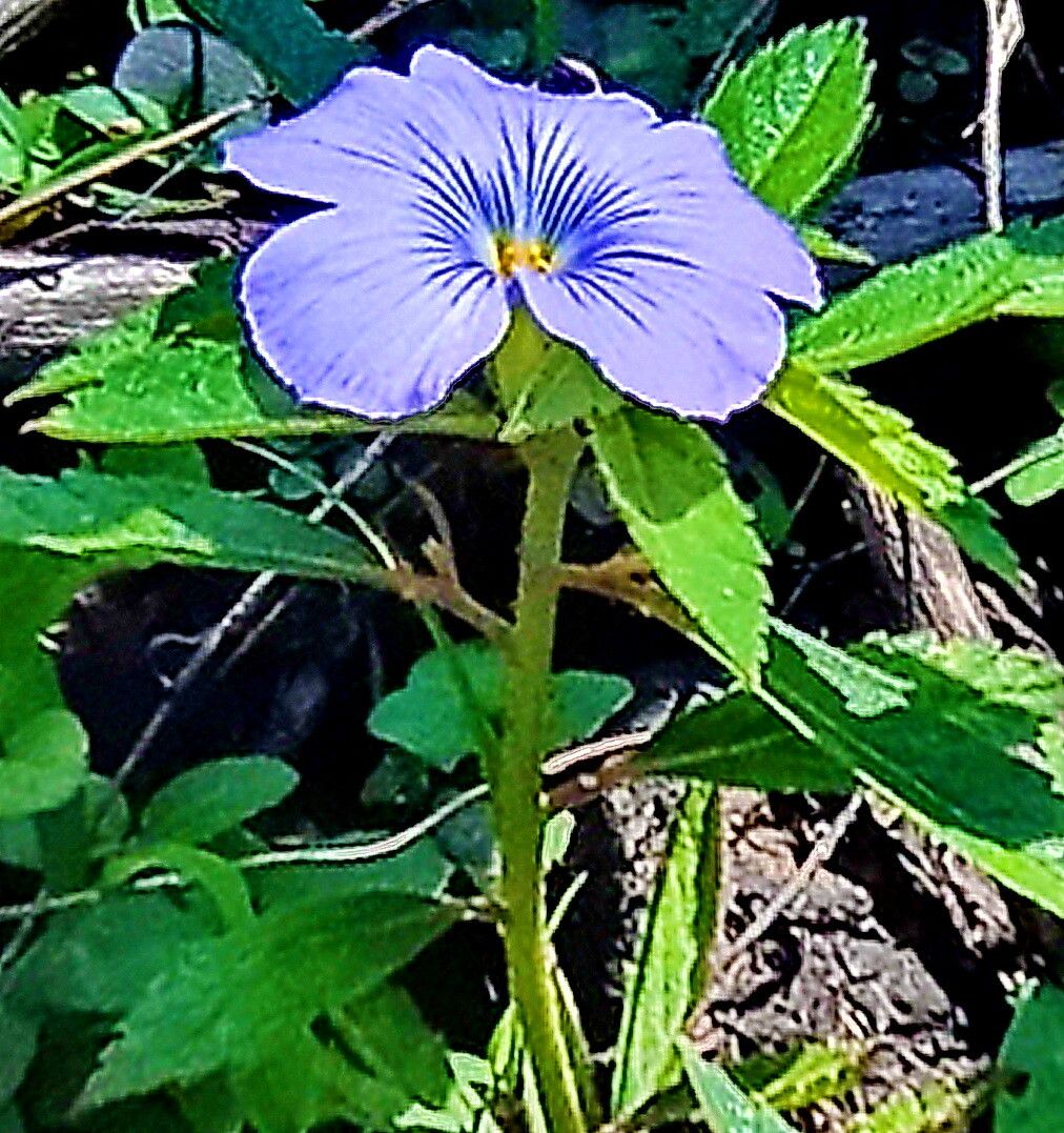 Turnera coerulea — related species from the same genus