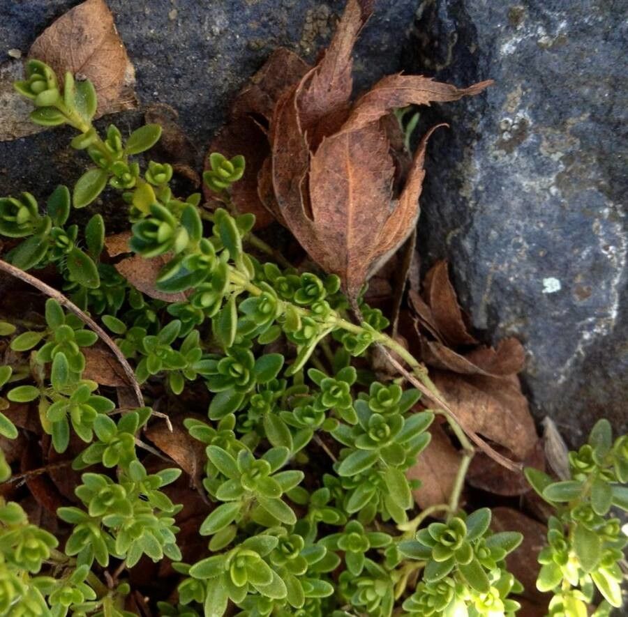Salix serpyllifolia leaf