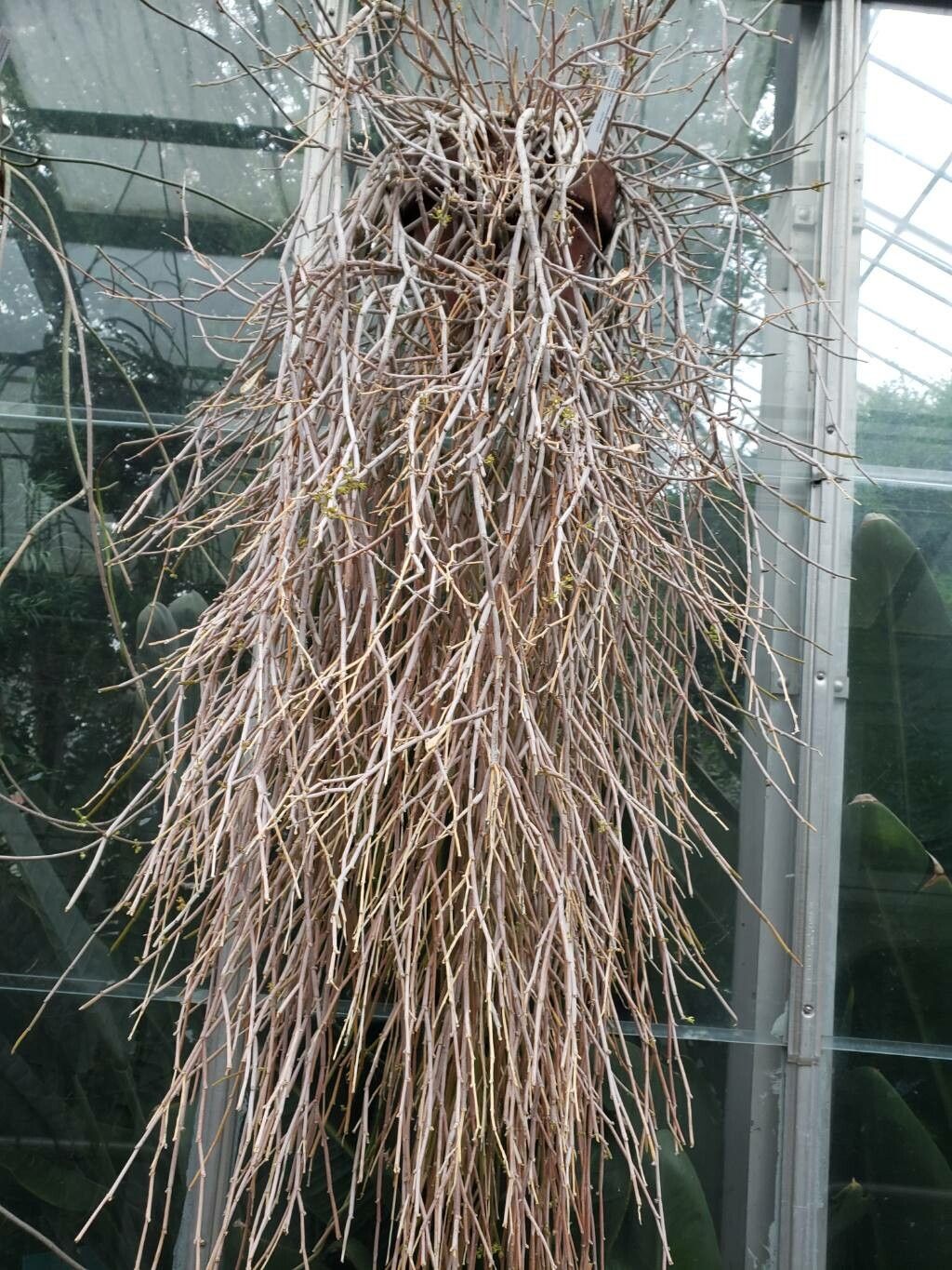 Cynanchum socotranum habit