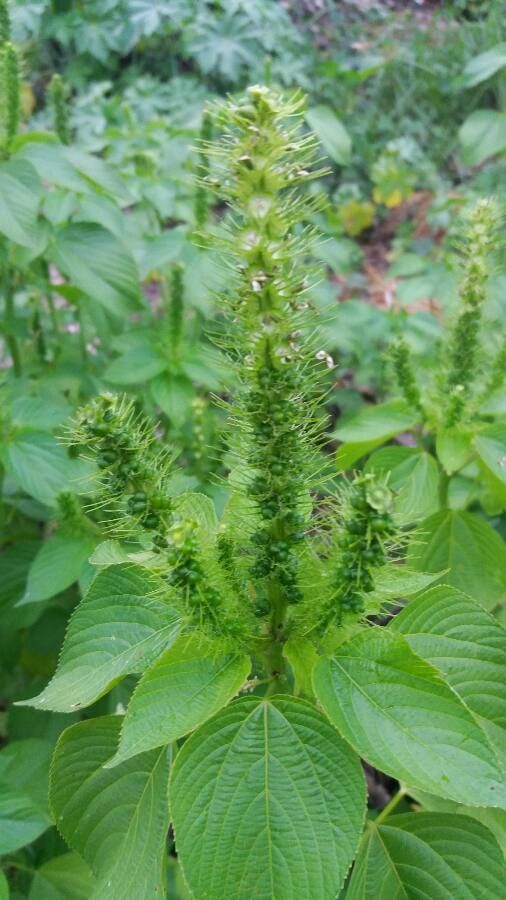 Acalypha polystachya flower