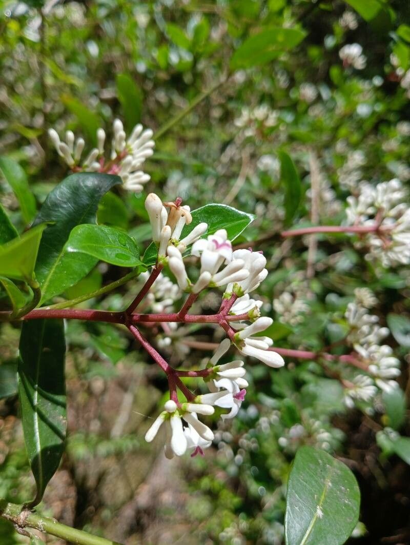 Chassalia perrieri flower