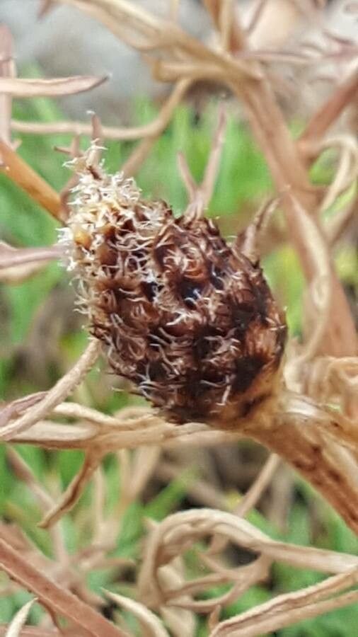 Centaurea corymbosa fruit