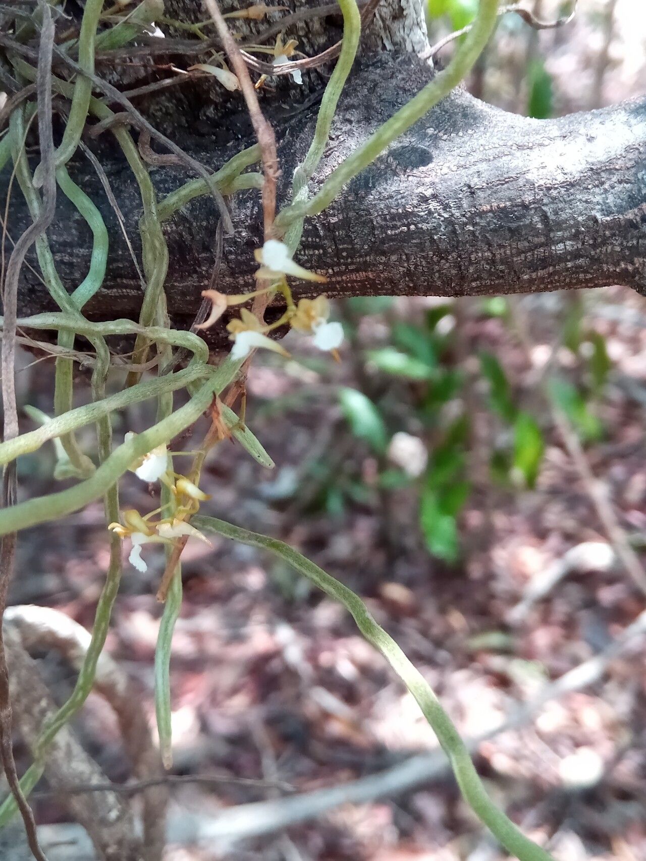 Microcoelia cornuta habit