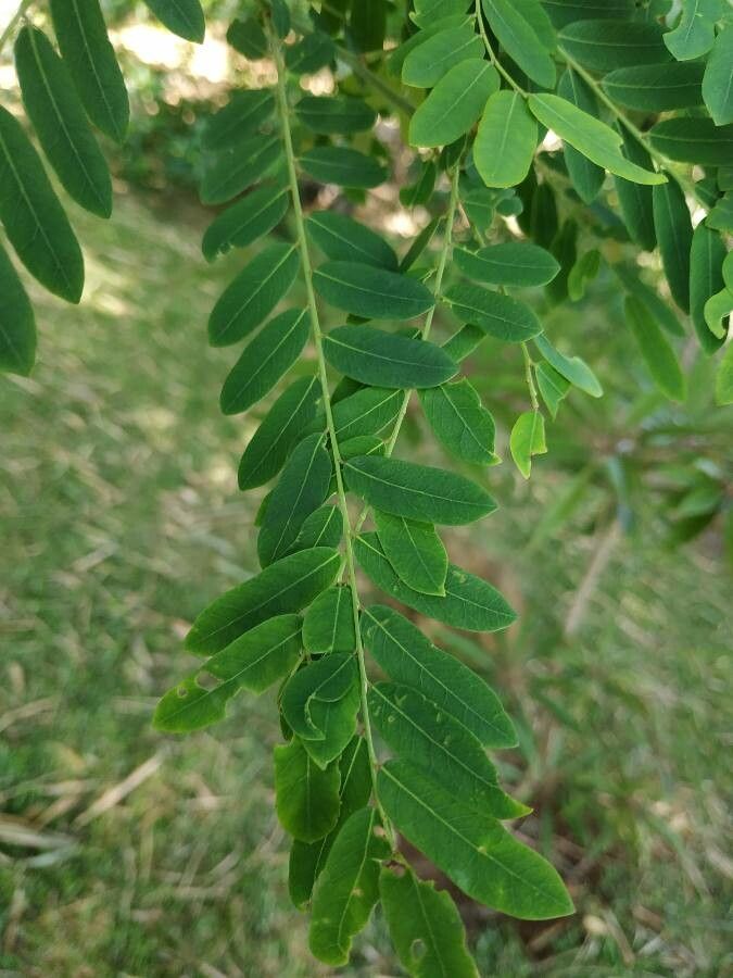 Phyllanthus casticum leaf