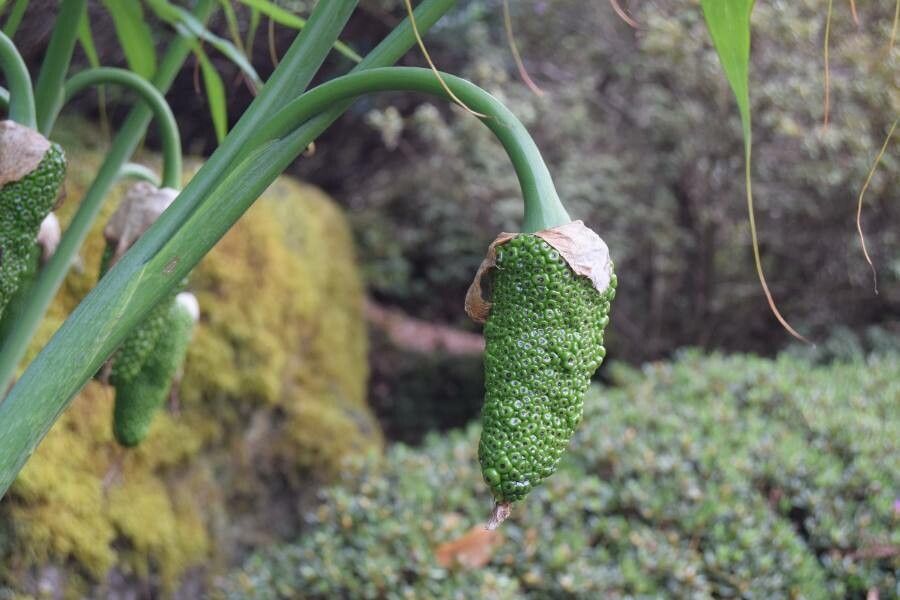 Arisaema consanguineum fruit