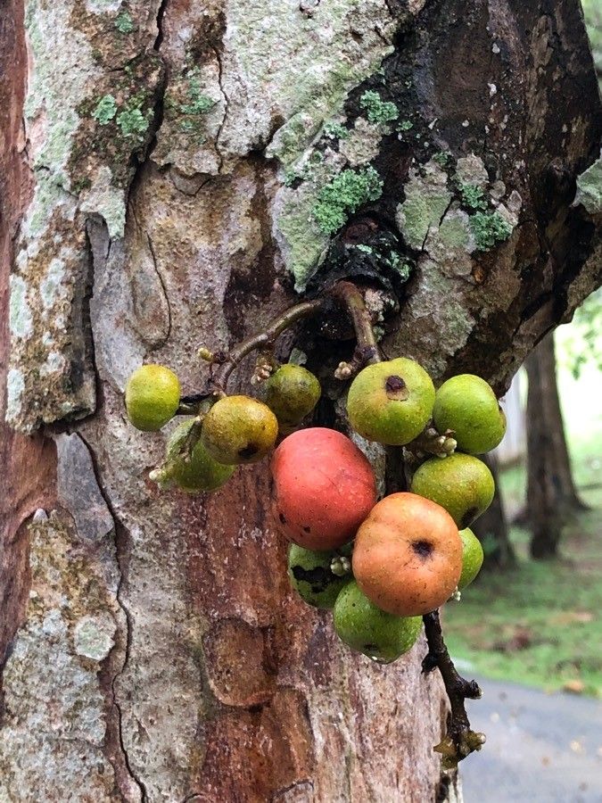 Ficus racemosa fruit