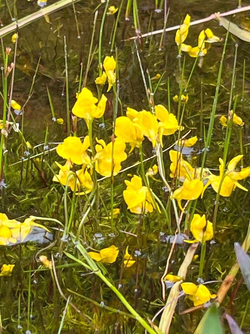 Utricularia cornuta habit